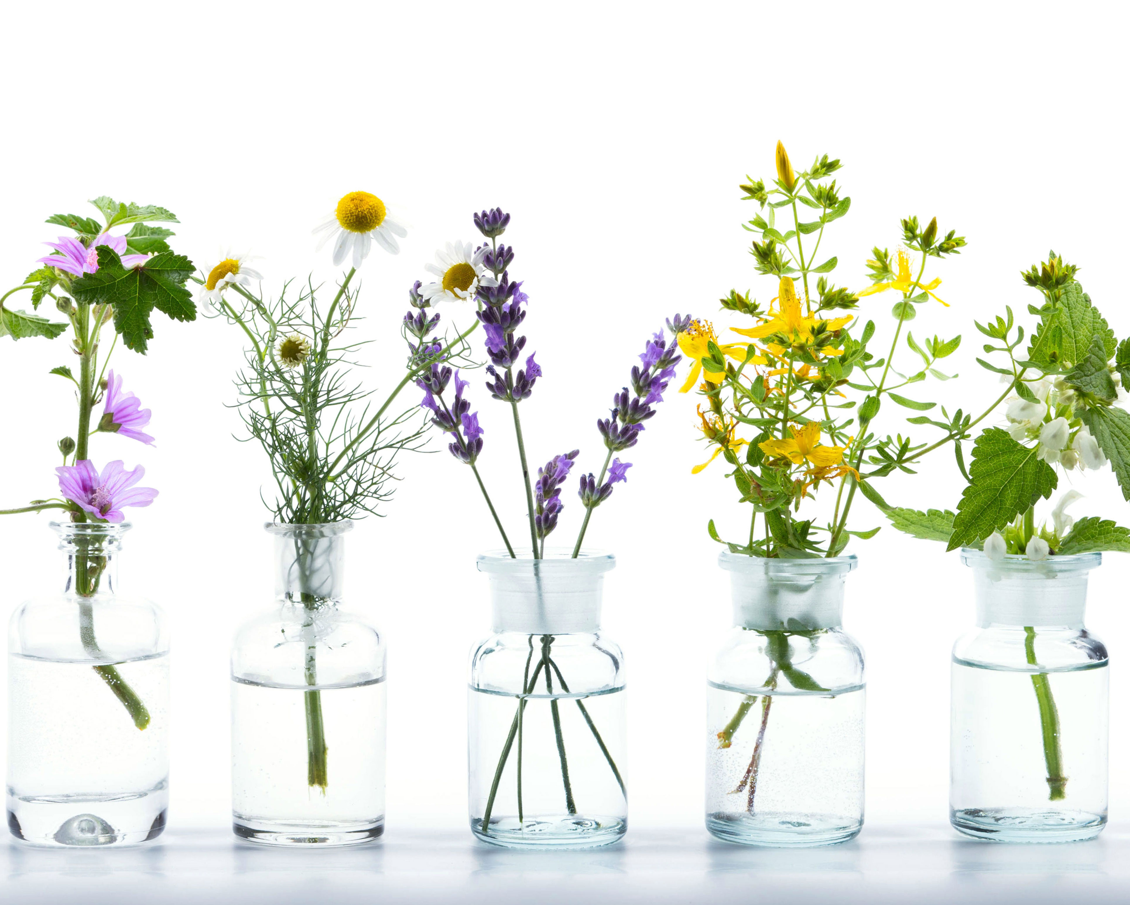 bunte heilkräuter und pflanzen in vasen